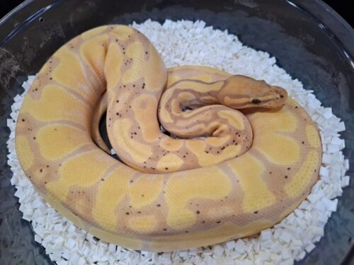 ボールパイソン（バナナエンチ）約850g メス - 画像 (4)
