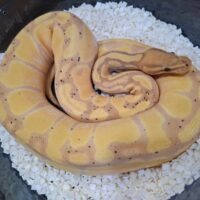 ボールパイソン（バナナエンチ）約850g メス