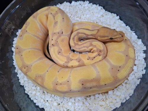 ボールパイソン（バナナエンチ）約850g メス