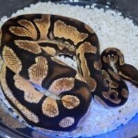 ボールパイソン（スーパーオレンジドリーム66％hetパイ）約450g メス