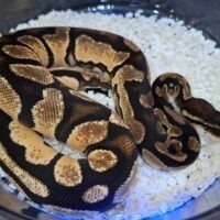ボールパイソン（スーパーオレンジドリーム66％hetパイ）約450g メス