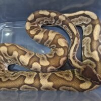 ボールパイソン（GHI HGW オレンジドリーム YB レオパード）約1,8kg オス