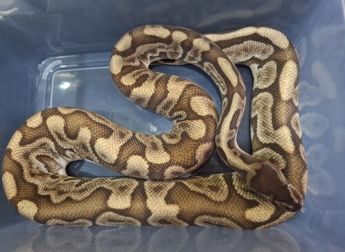 ボールパイソン（GHI HGW オレンジドリーム YB レオパード）約1,8kg オス