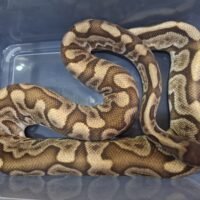 ボールパイソン（GHI HGW オレンジドリーム YB レオパード）約1,8kg オス