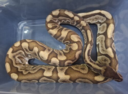 ボールパイソン（GHI HGW オレンジドリーム YB レオパード）約1,8kg オス - 画像 (2)