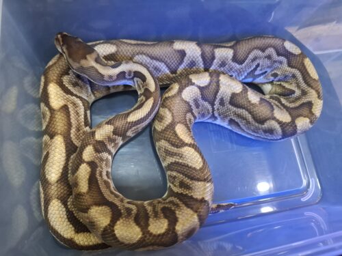 ボールパイソン（GHI HGW オレンジドリーム YB レオパード）約1,8kg オス - 画像 (8)
