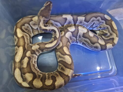 ボールパイソン（GHI HGW オレンジドリーム YB レオパード）約1,8kg オス - 画像 (4)