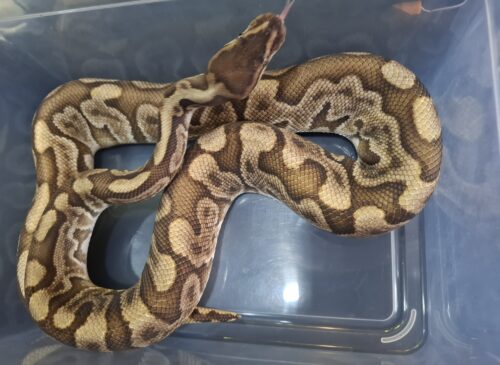 ボールパイソン（GHI HGW オレンジドリーム YB レオパード）約1,8kg オス - 画像 (5)