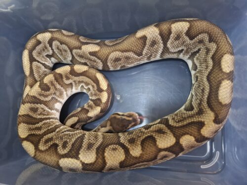 ボールパイソン（GHI HGW オレンジドリーム YB レオパード）約1,8kg オス - 画像 (7)