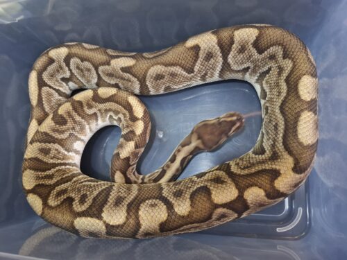 ボールパイソン（GHI HGW オレンジドリーム YB レオパード）約1,8kg オス - 画像 (3)
