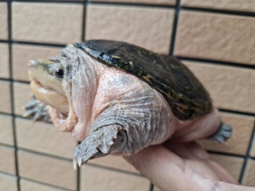 ハラガケガメ（甲長約13cm）WC メス - 画像 (5)