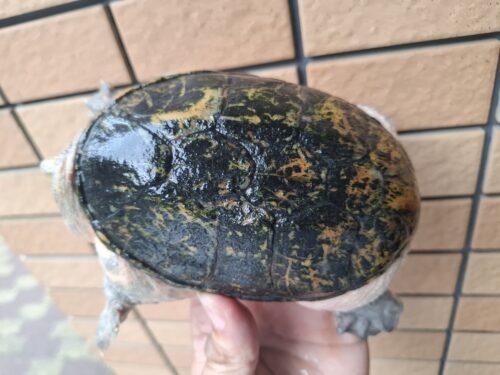 ハラガケガメ（甲長約13cm）WC メス - 画像 (9)