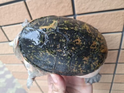 ハラガケガメ（甲長約13cm）WC メス - 画像 (8)