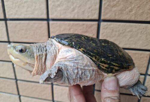 ハラガケガメ（甲長約13cm）WC メス - 画像 (3)