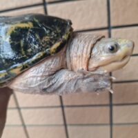 ハラガケガメ（甲長約13cm）WC メス