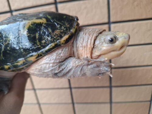 ハラガケガメ（甲長約13cm）WC メス - 画像 (2)