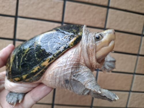 ハラガケガメ（甲長約13cm）WC メス - 画像 (7)