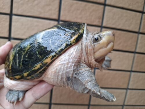ハラガケガメ（甲長約13cm）WC メス - 画像 (6)