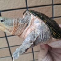 ハラガケガメ（甲長約13cm）WC メス