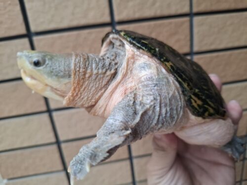ハラガケガメ（甲長約13cm）WC メス