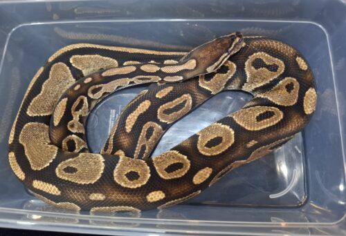 ボールパイソン（アスファルト50％hetゴースト）約1,5kg　オス - 画像 (4)