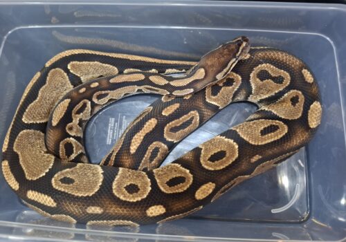 ボールパイソン（アスファルト50％hetゴースト）約1,5kg　オス - 画像 (5)