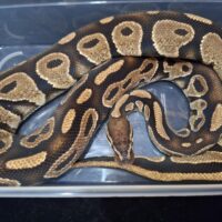 ボールパイソン（アスファルト50％hetゴースト）約1,5kg　オス
