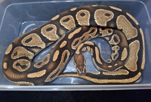 ボールパイソン（アスファルト50％hetゴースト）約1,5kg　オス