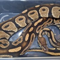ボールパイソン（アスファルト50％hetゴースト）約1,5kg　オス