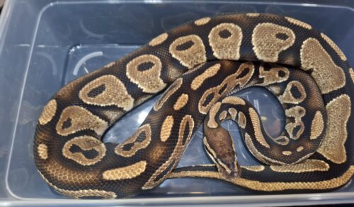ボールパイソン（アスファルト50％hetゴースト）約1,5kg　オス - 画像 (2)