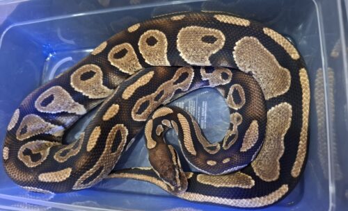 ボールパイソン（アスファルト50％hetゴースト）約1,5kg　オス - 画像 (6)