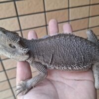 フトアゴヒゲトカゲ（ハイポゼロ）メス