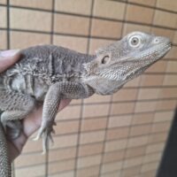 フトアゴヒゲトカゲ（ハイポゼロ）メス