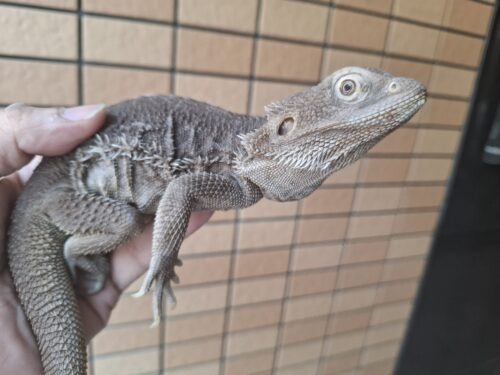 フトアゴヒゲトカゲ（ハイポゼロ）メス