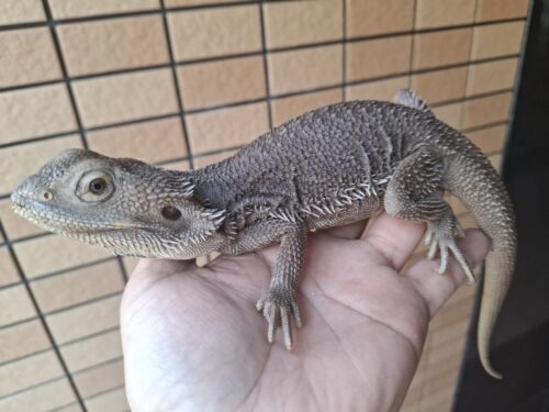 フトアゴヒゲトカゲ（ハイポゼロ）メス - 画像 (3)