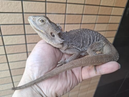 フトアゴヒゲトカゲ（ハイポゼロ）メス - 画像 (8)