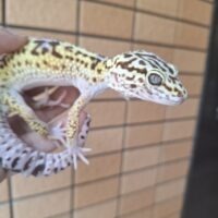 オバケトカゲモドキ（フゼスタン/チョガザンビル） メス 約85g