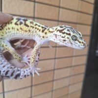 オバケトカゲモドキ（フゼスタン/チョガザンビル） メス 約85g