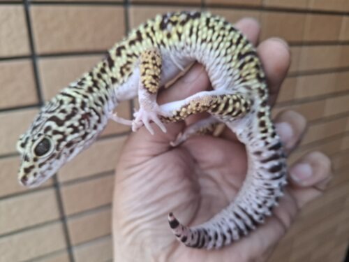 オバケトカゲモドキ（フゼスタン/チョガザンビル） オス 約120g - 画像 (5)