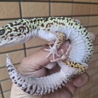 オバケトカゲモドキ（フゼスタン/チョガザンビル） オス 約120g