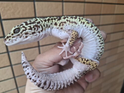 オバケトカゲモドキ（フゼスタン/チョガザンビル） オス 約120g