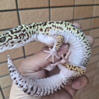 オバケトカゲモドキ（フゼスタン/チョガザンビル） オス 約120g