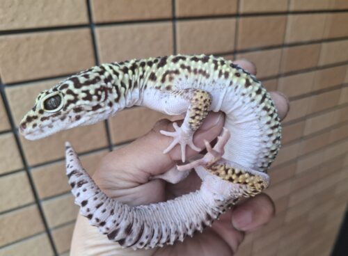 オバケトカゲモドキ（フゼスタン/チョガザンビル） オス 約120g - 画像 (2)