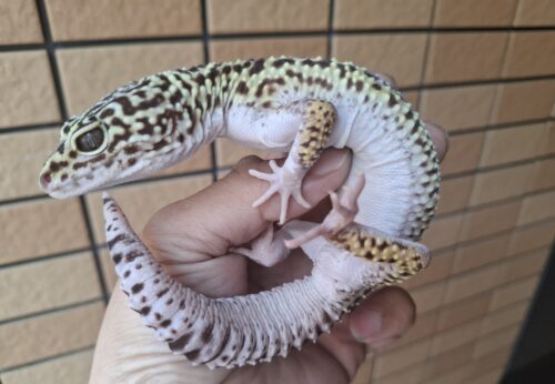 オバケトカゲモドキ（フゼスタン/チョガザンビル） オス 約120g - 画像 (6)