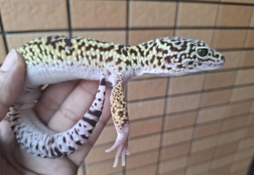 オバケトカゲモドキ（フゼスタン/チョガザンビル） オス 約120g - 画像 (4)