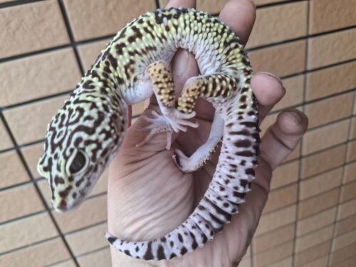 オバケトカゲモドキ（フゼスタン/チョガザンビル） オス 約120g - 画像 (3)