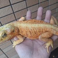 フトアゴヒゲトカゲ（シルクバックhetハイポトランス）メス（尾切れ）