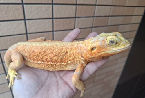 フトアゴヒゲトカゲ（シルクバックhetハイポトランス）メス（尾切れ） - 画像 (8)