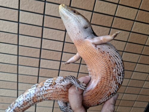 キタアオジタトカゲ（サンセット）約55cm - 画像 (8)