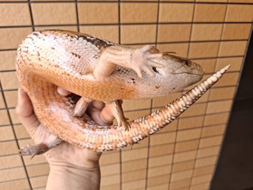キタアオジタトカゲ（サンセット）約55cm - 画像 (5)
